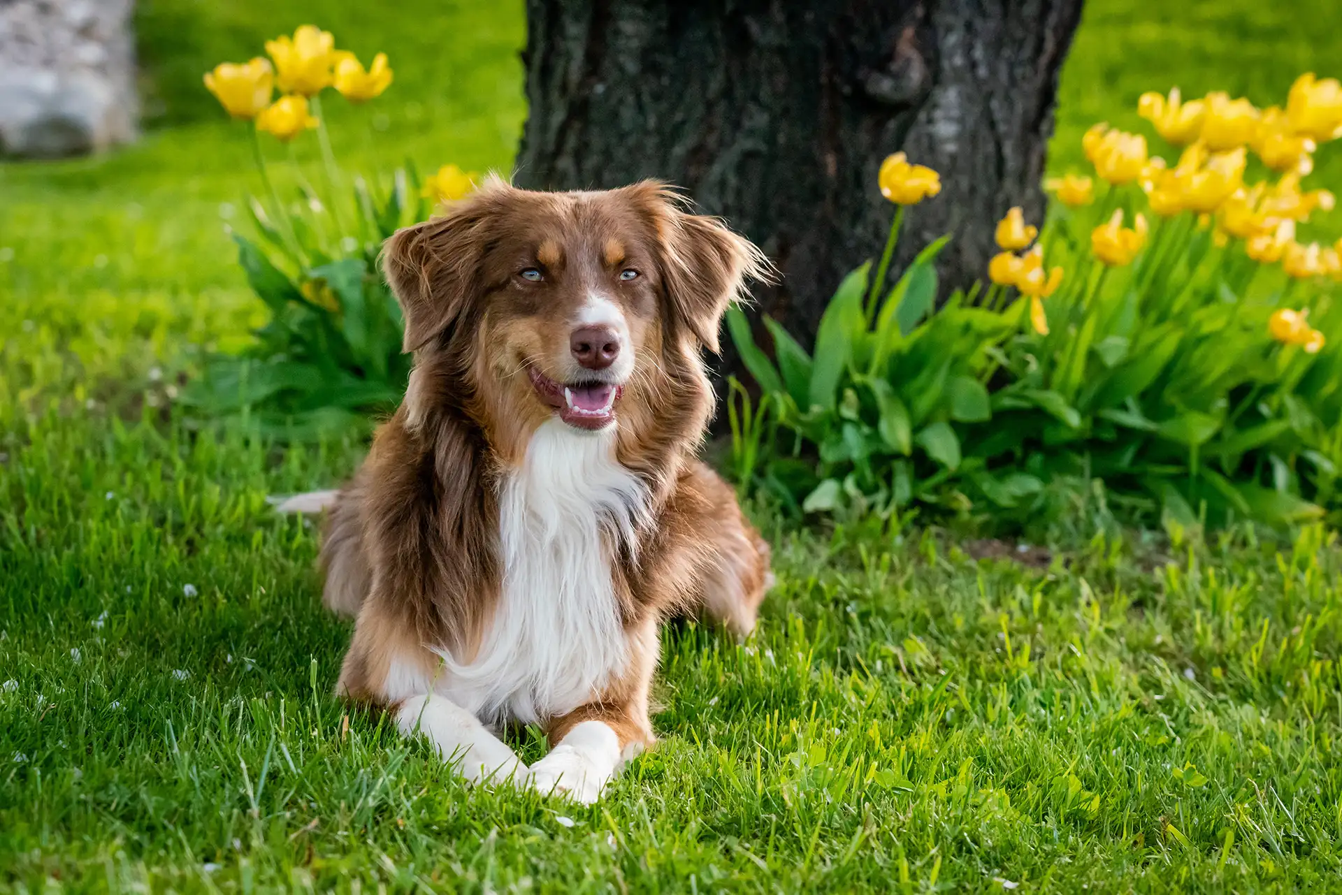 Allergies & Dermatology