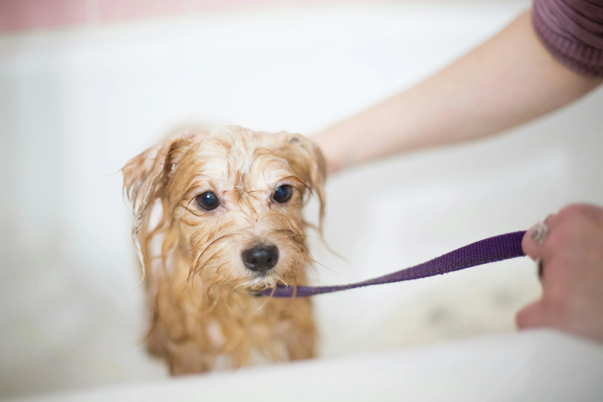 A small, light brown, wet dog is sitting in a white bathtub