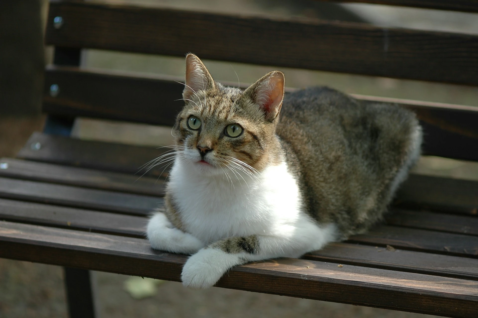 A striped cat with a white chest and paws is sitting on a wooden bench.