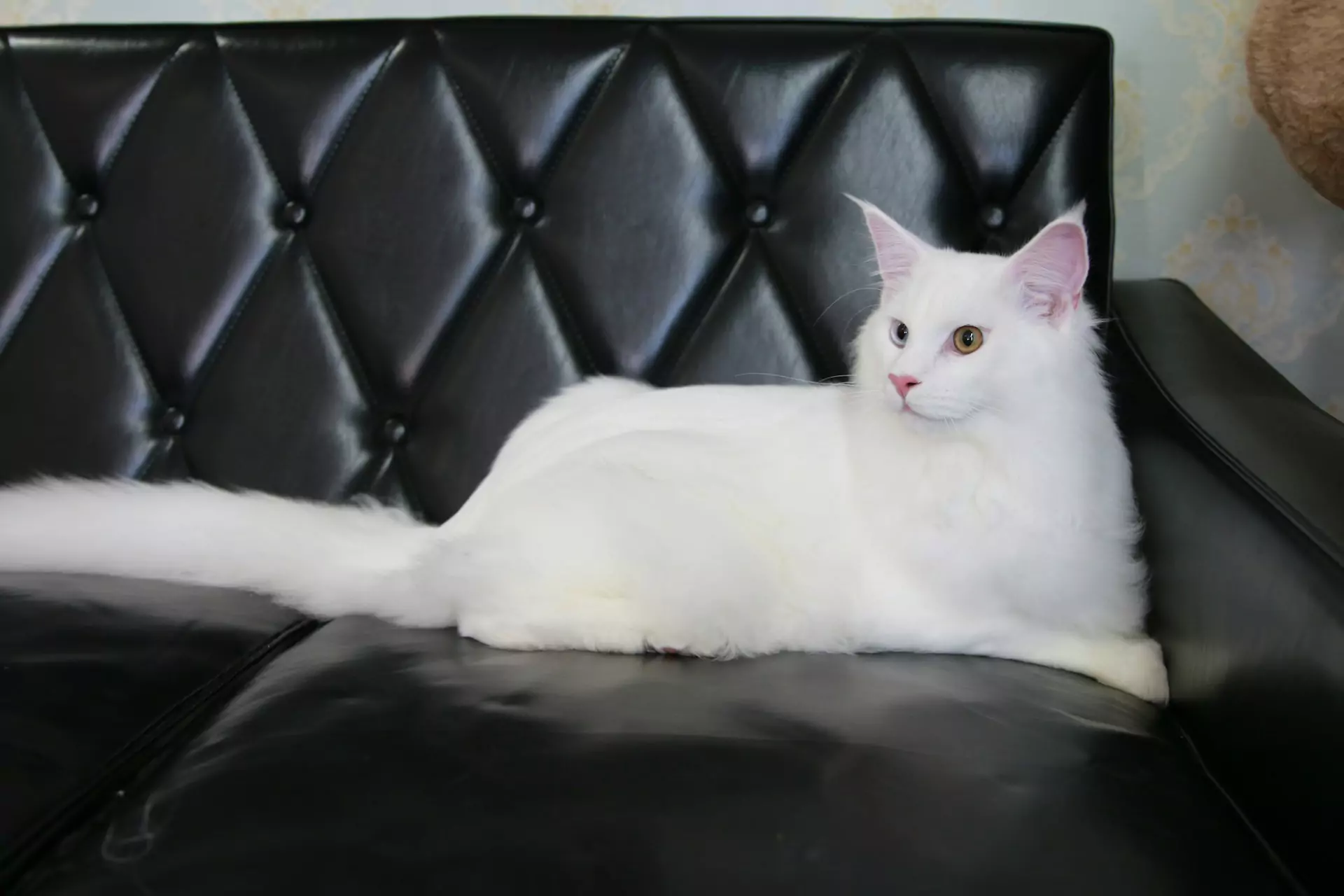 A white cat lying on a black leather couch.
