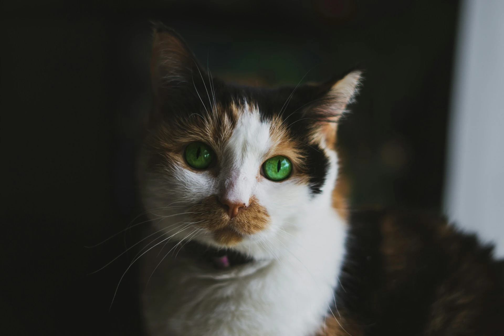 A Calico cat with striking green eyes, looking directly at the camera.