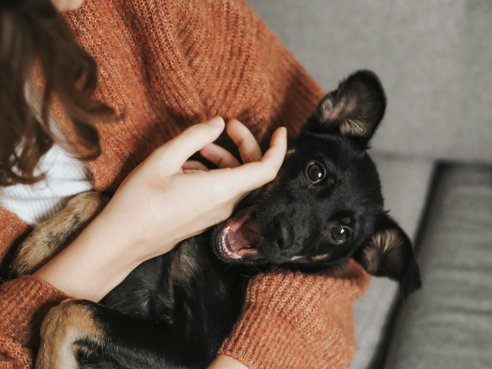 A person in a burnt orange sweater is holding a black puppy.