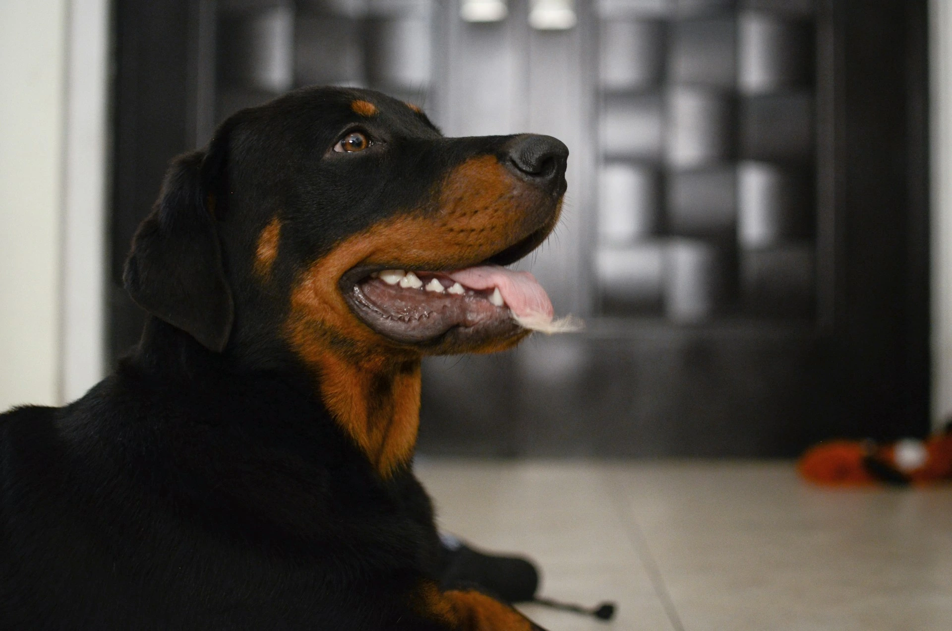 A dog with a black and tan coat is lying on a light-colored floor.