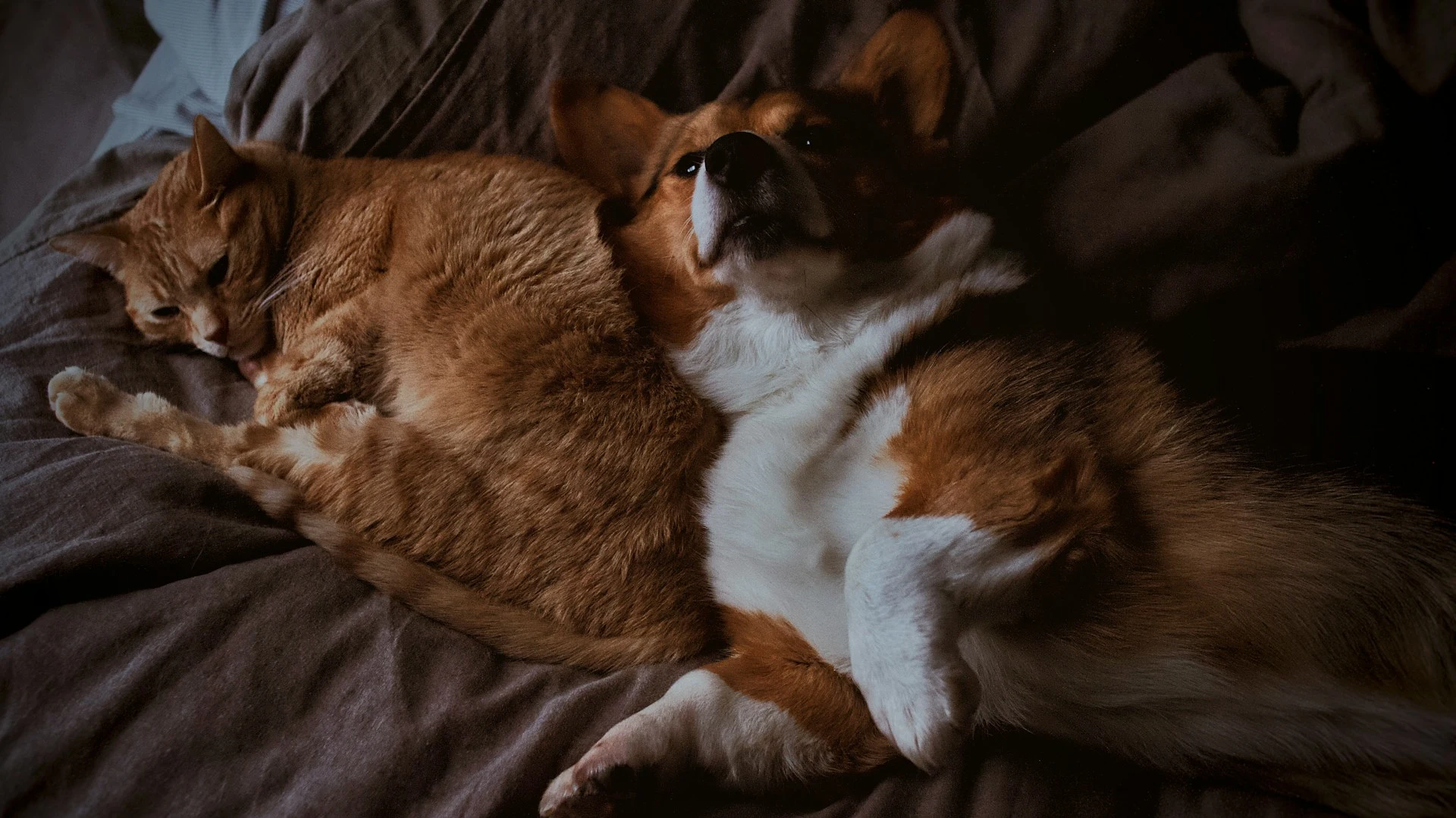 A dog and a cat are sleeping next to each other on a bed.