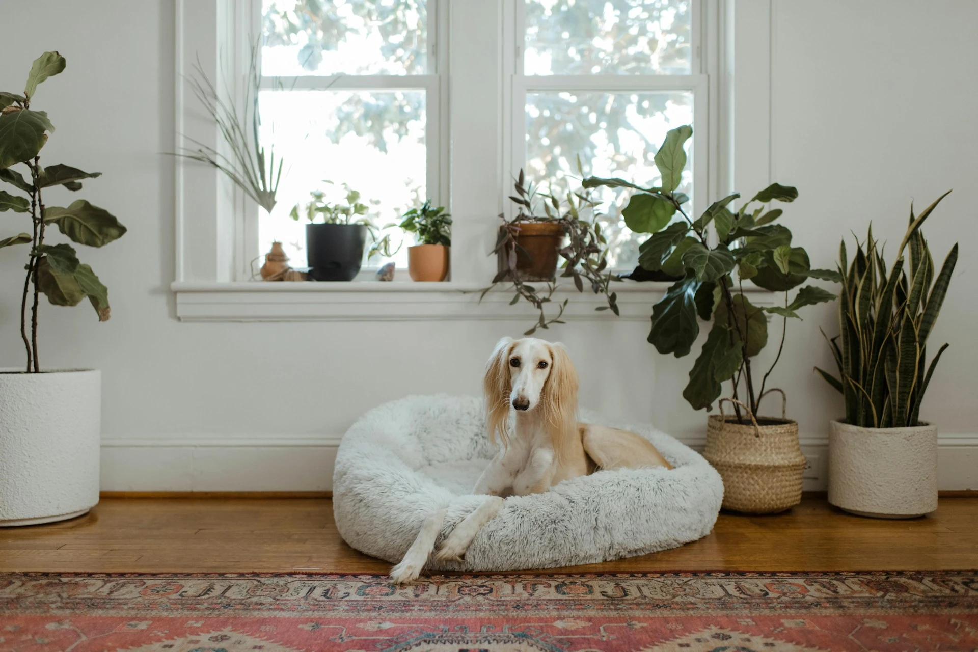 A Saluki dog with a light-colored coat is lying on a fluffy white dog bed.