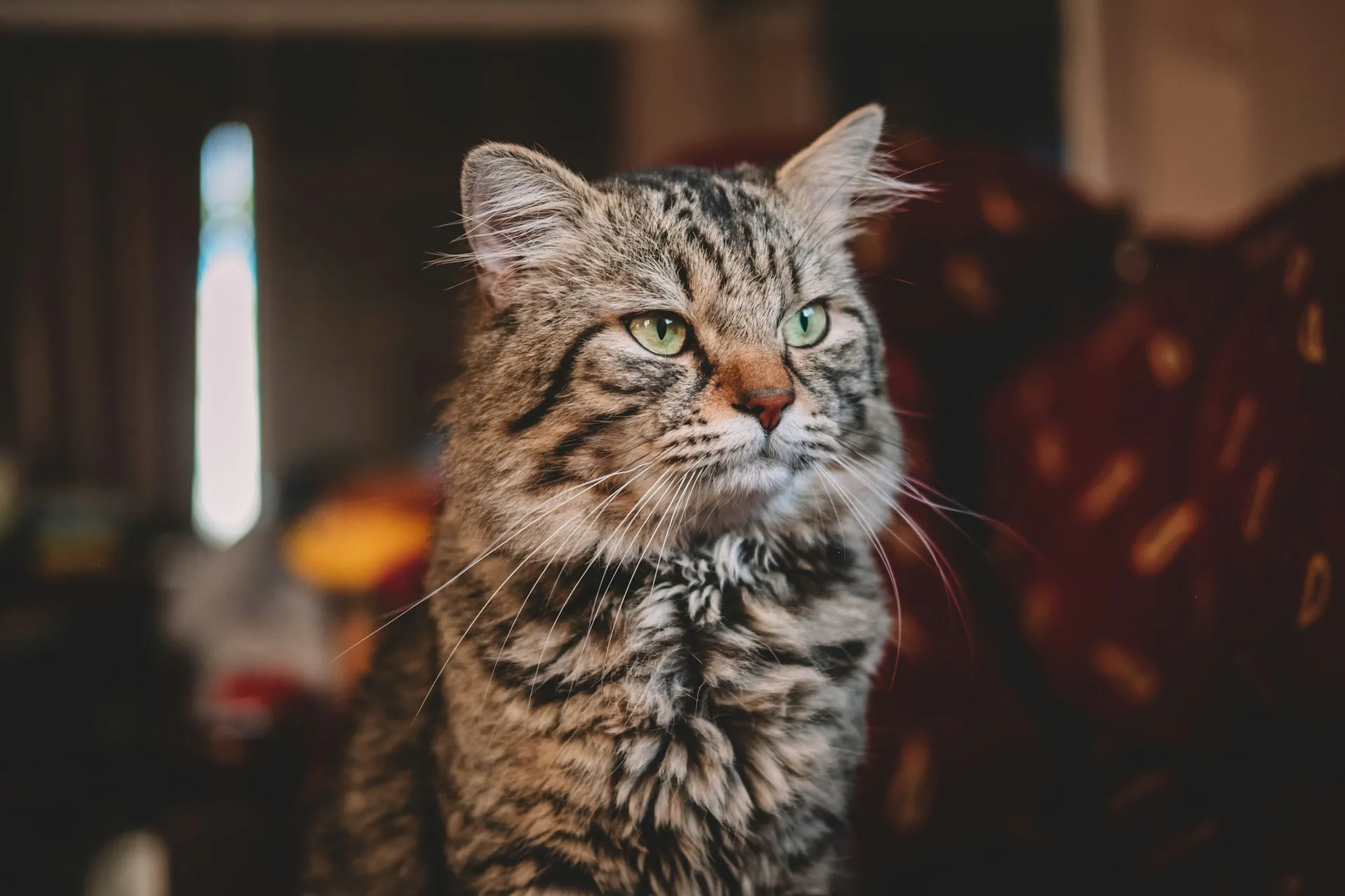 A light-brown and white cat is sitting on a patterned cloth.