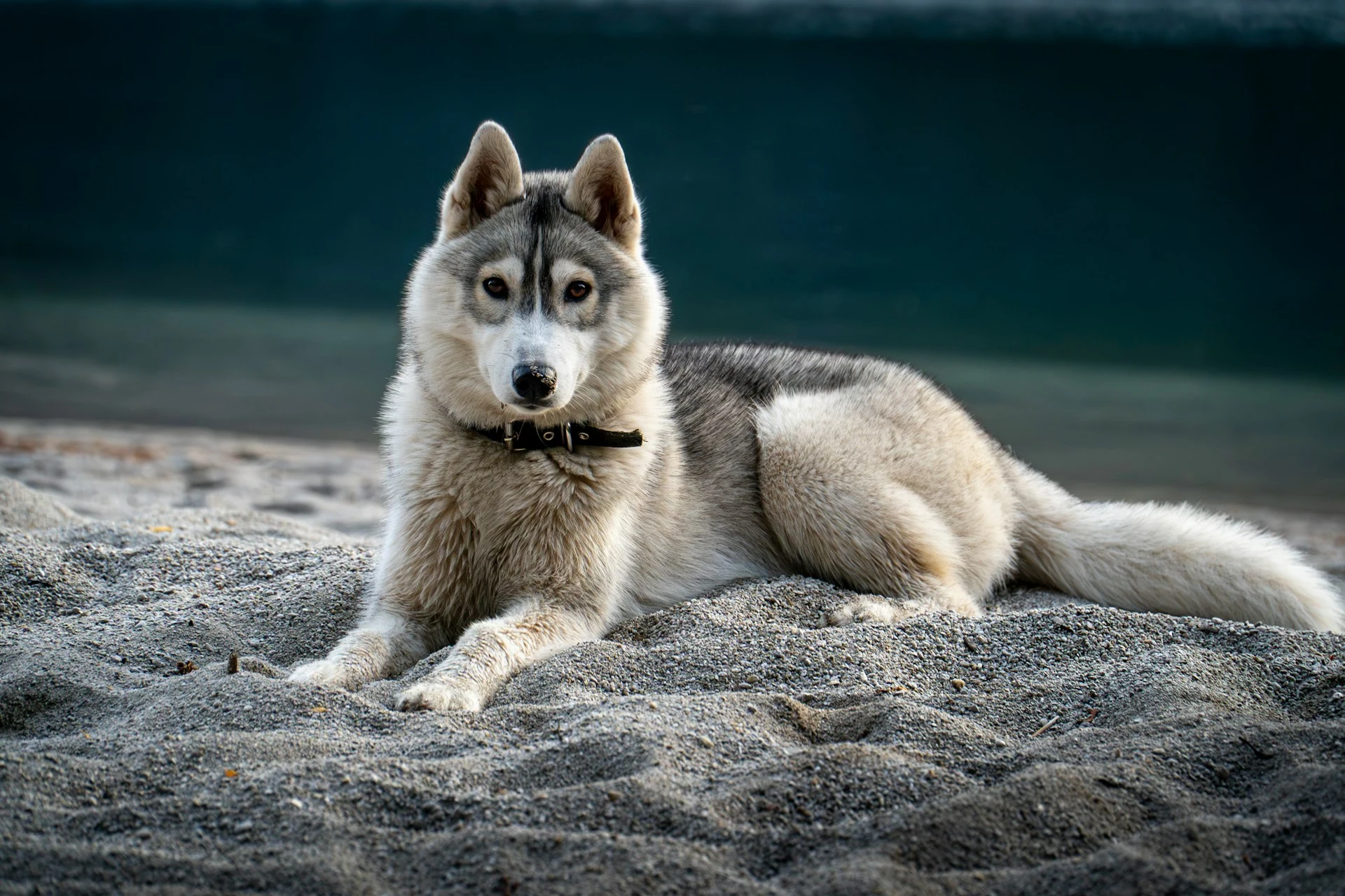A light gray and white husky with a black collar is lying on a sandy beach.