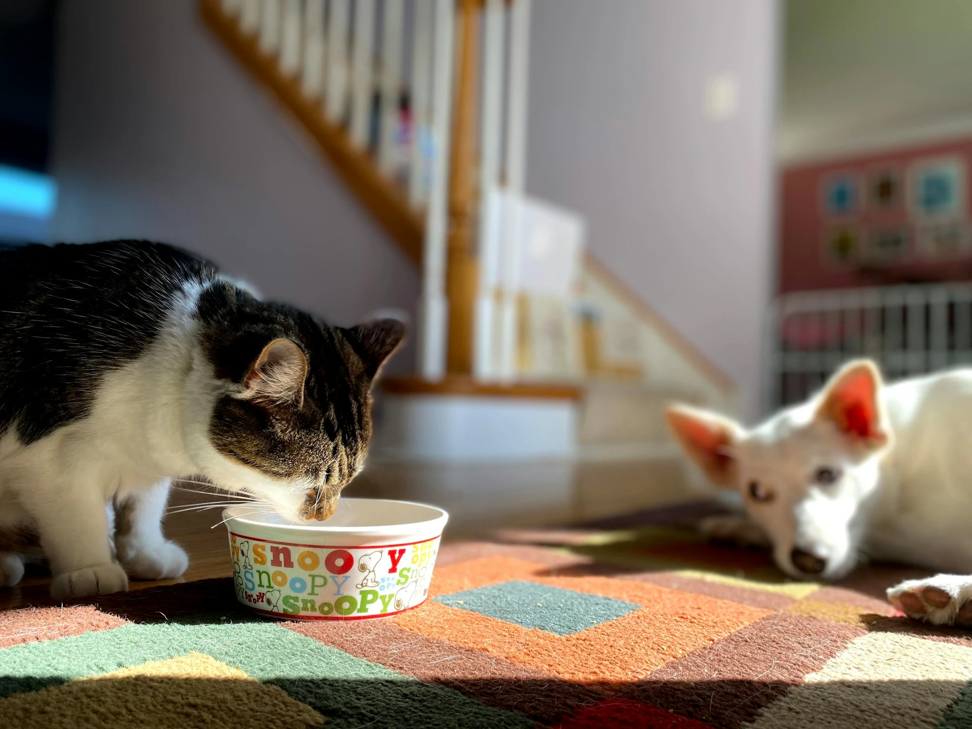 A cat is drinking from a Snoopy-themed food bowl on a multi-colored rug. A white dog is lying in the background.