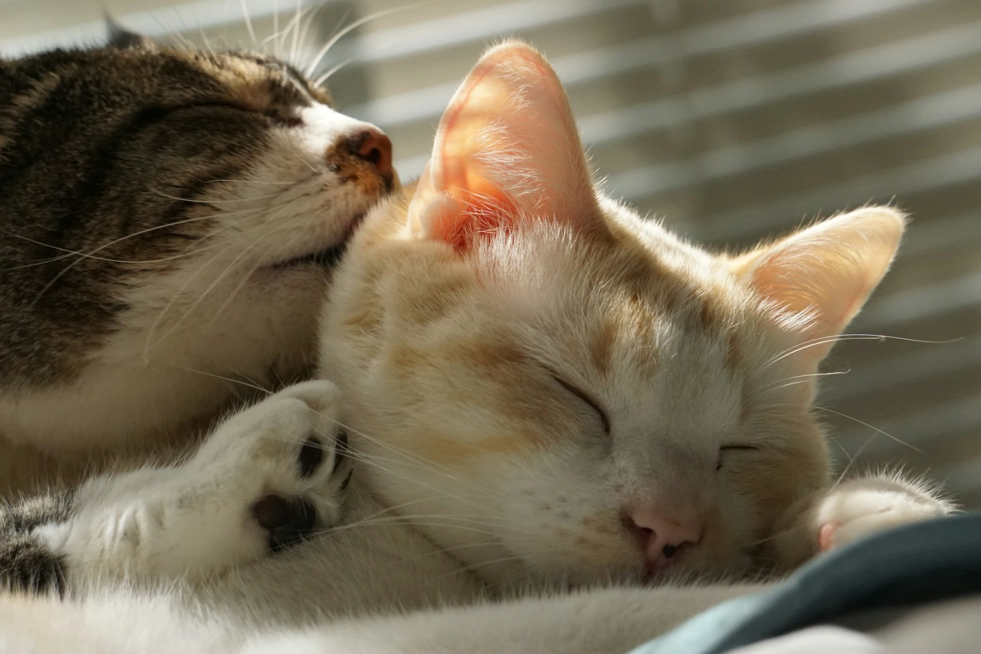 A tabby cat is grooming a light-colored cat with orange and white patches.