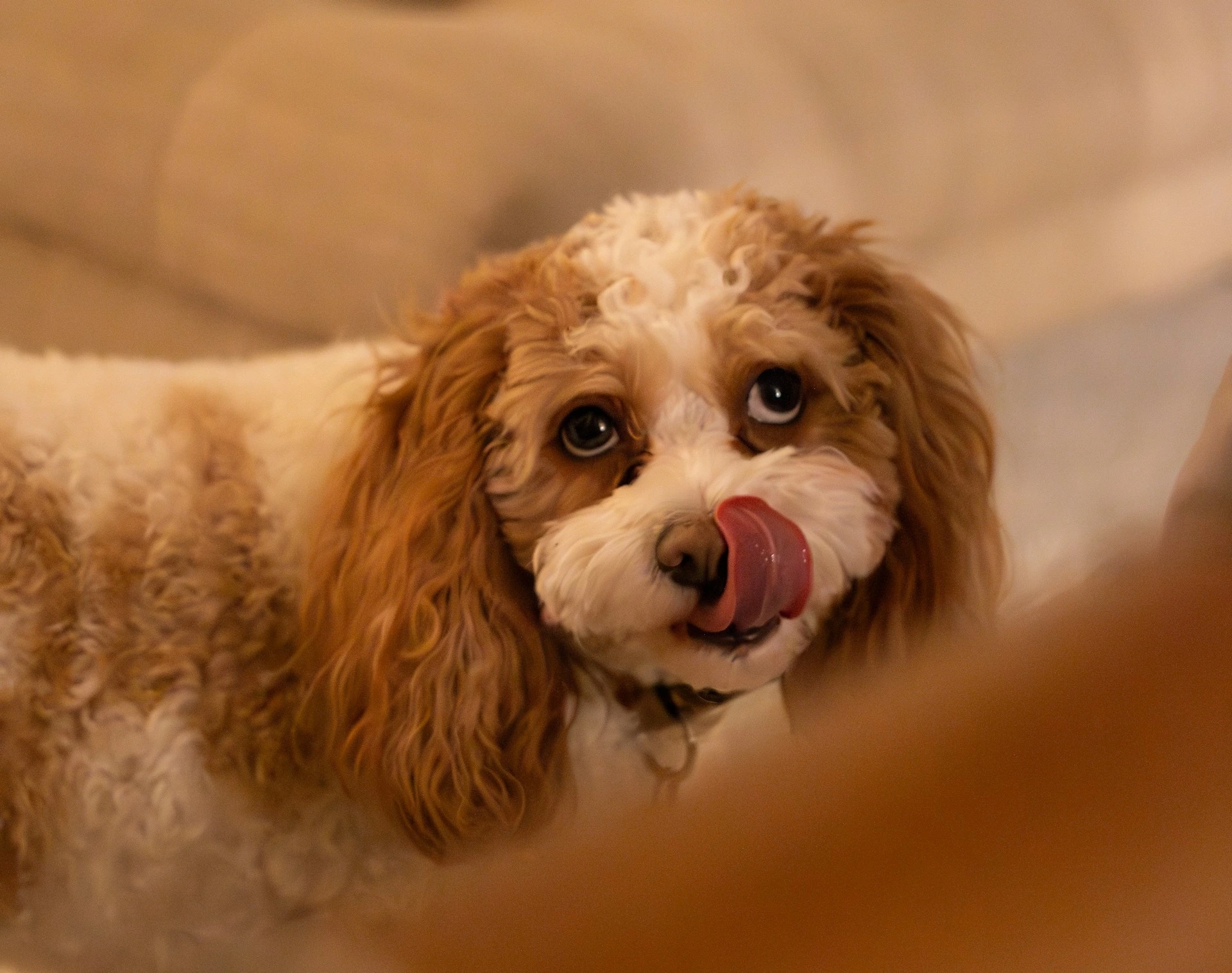 A small dog is looking at the camera with its tongue out, licking its lips.