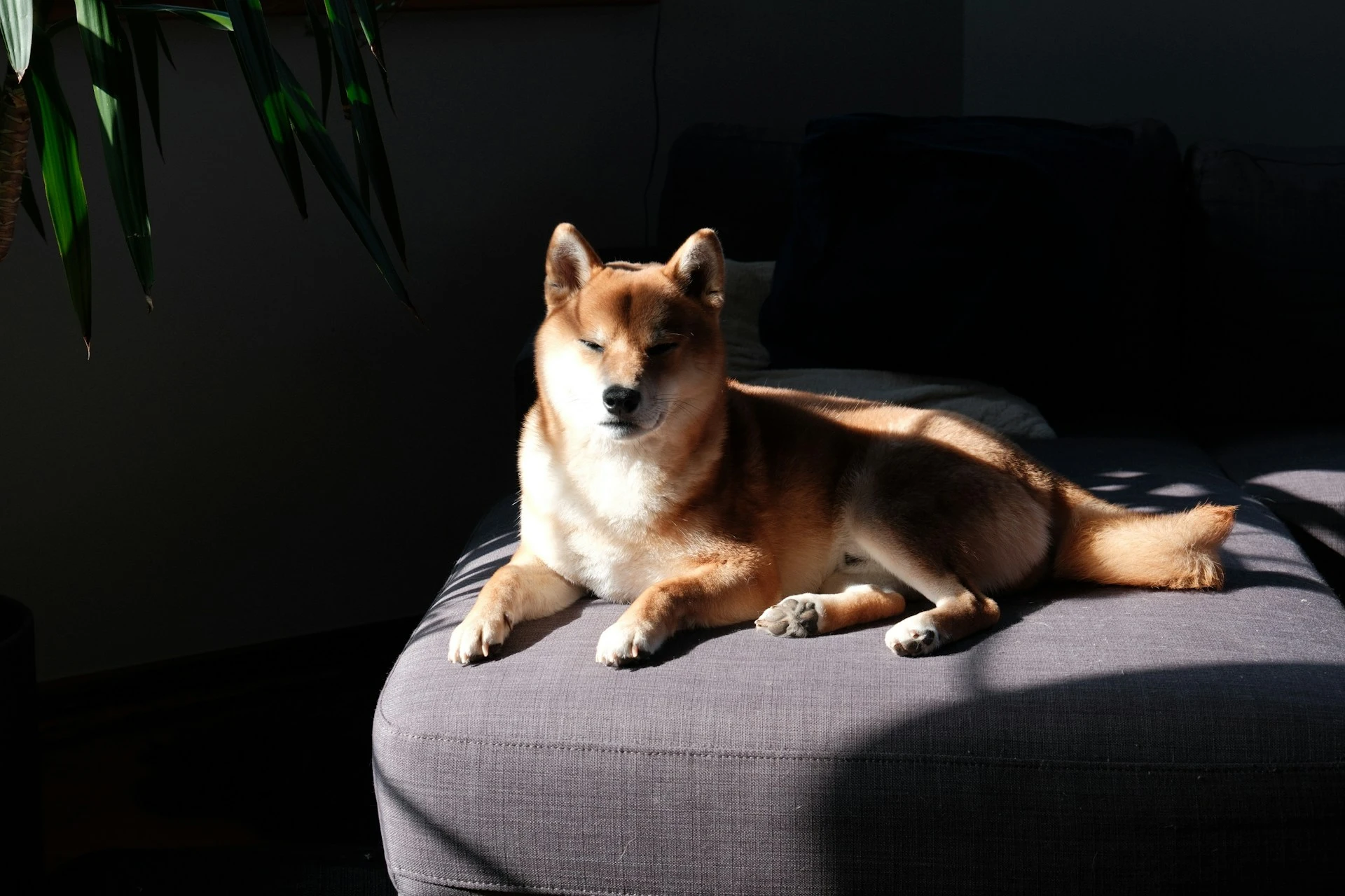 A Shiba Inu is lying on a gray couch, partially lit in a shaft of sunlight.