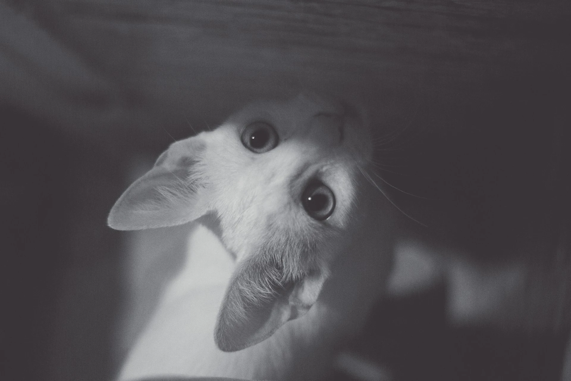 A cat with wide eyes in a black and white photo.