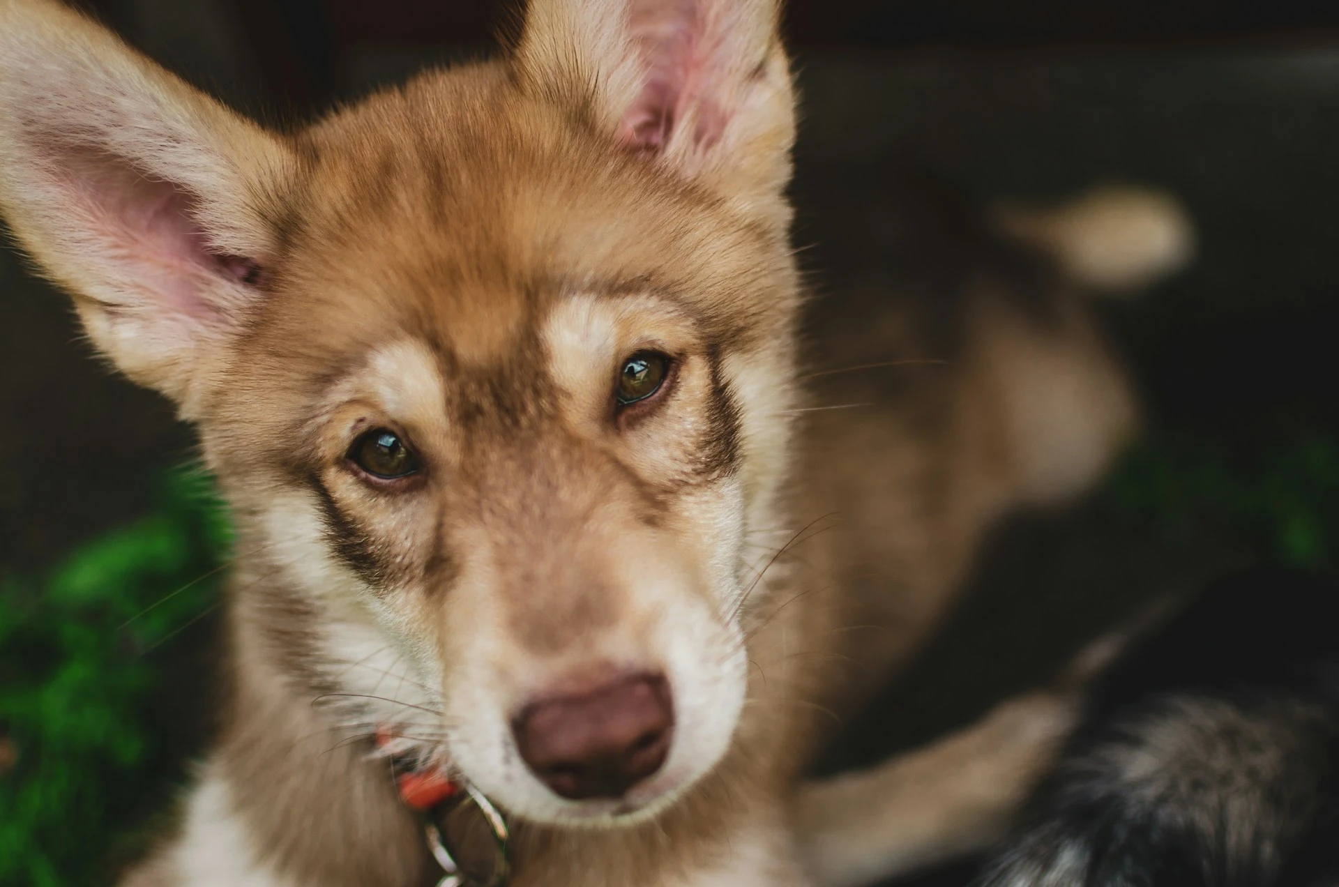 A Siberian Husky puppy wearing a red collar is looking directly at the camera.