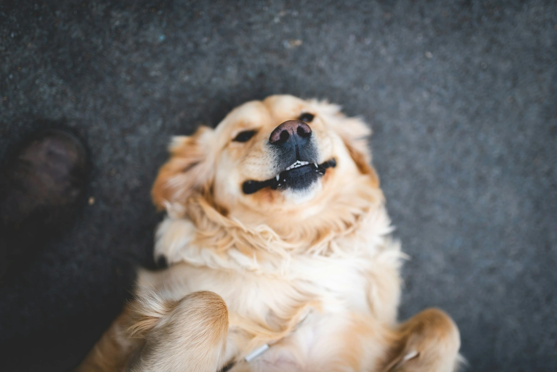 A golden retriever is lying on its back on a gray surface.