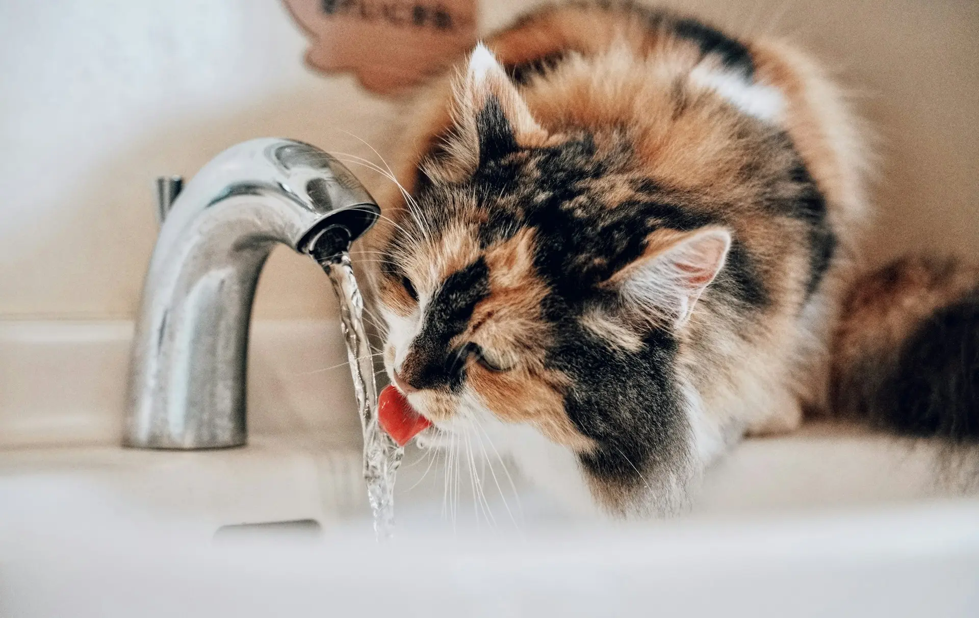 A cat drinking water from a faucet.